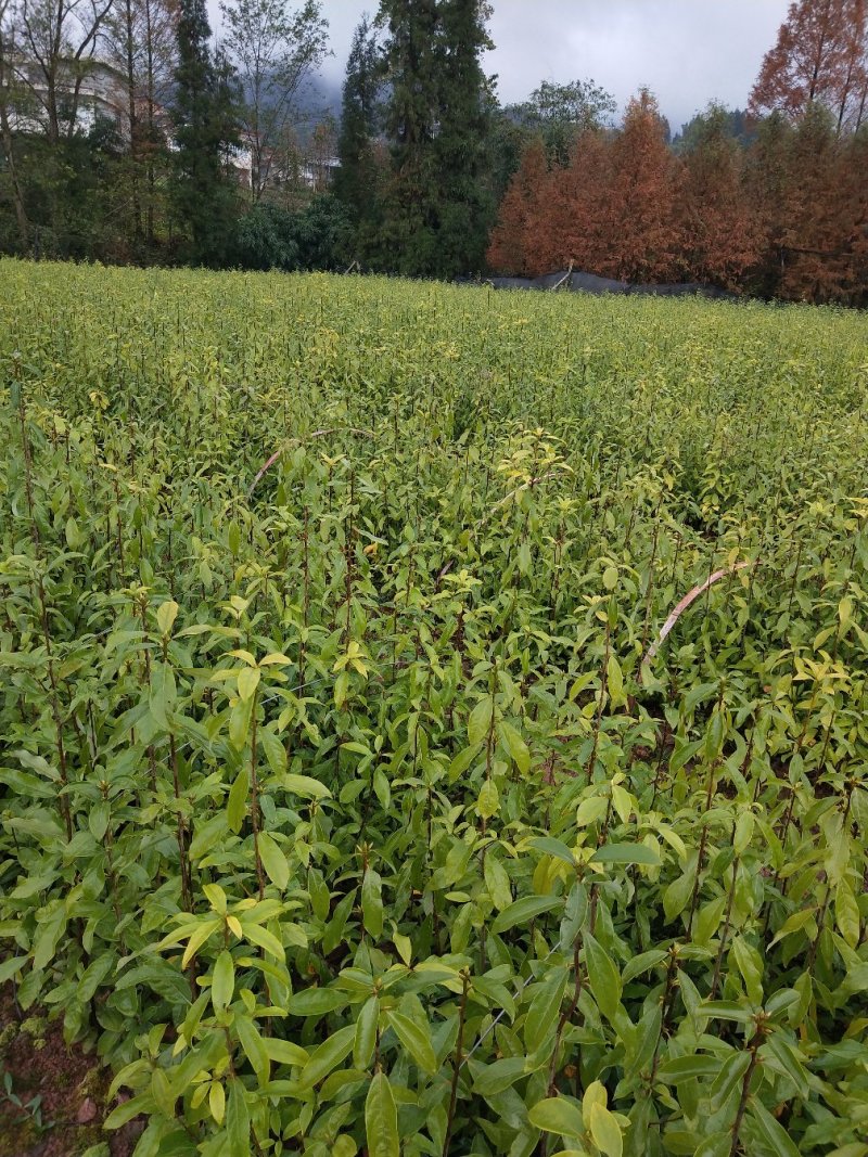 茶树苗，老鹰茶树苗，老阴茶，红茶，白茶，基地直销。，包邮