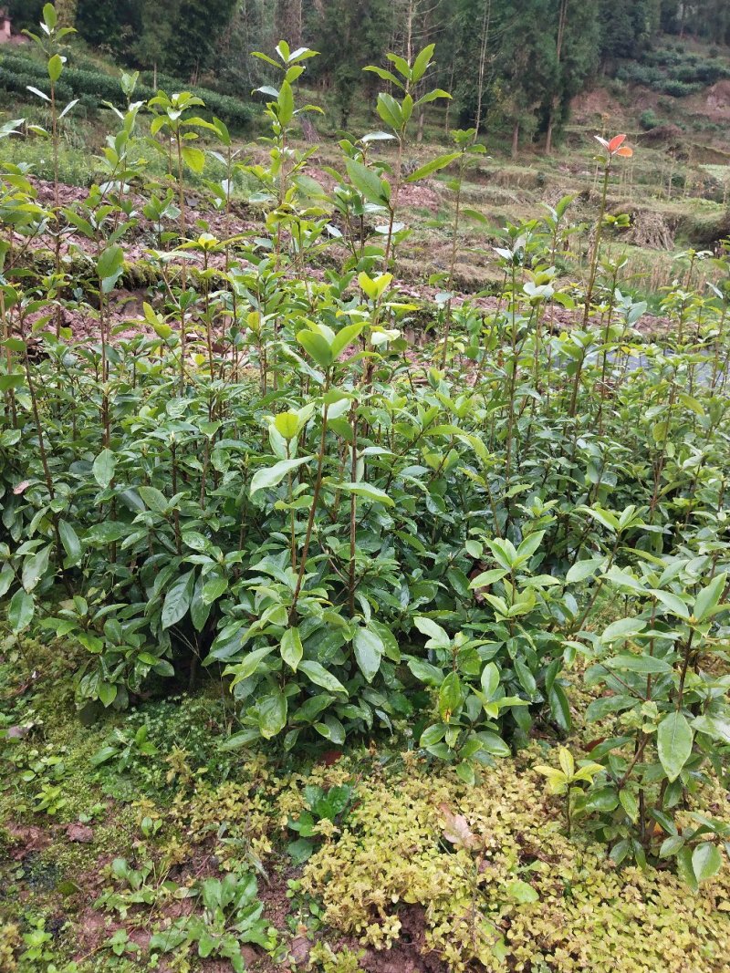 茶树苗，老鹰茶树苗，老阴茶，红茶，白茶，基地直销。，包邮