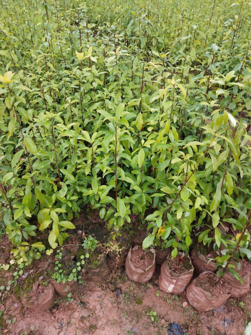 茶树苗，老鹰茶树苗，老阴茶，红茶，白茶，基地直销。，包邮