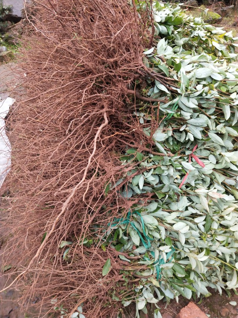 茶树苗，老鹰茶树苗，老阴茶，红茶，白茶，基地直销。，包邮