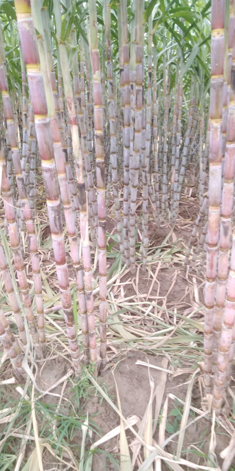 青皮白玉甘蔗4~6斤5~6cm2.5~3米