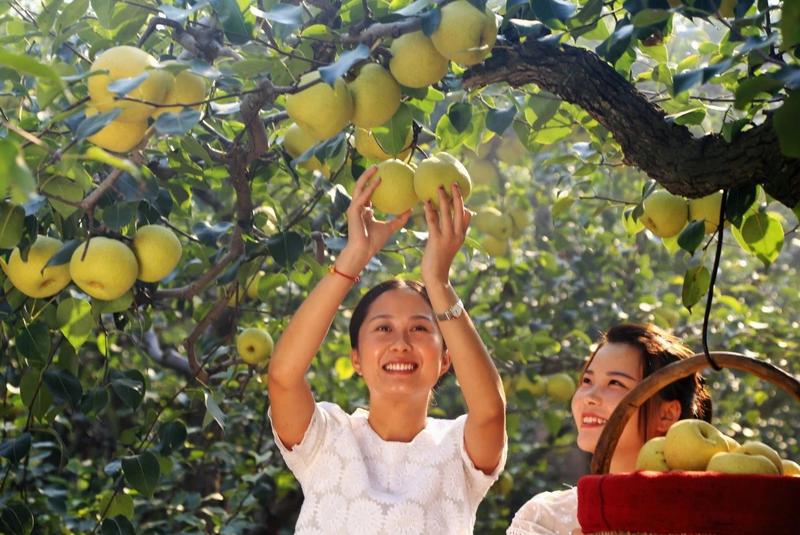 梨，酥梨，产地直供，宁陵石桥镇大力发展树立品牌。欢迎您！