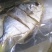金昌鱼干。。。。。。。。。。。。。。。。。