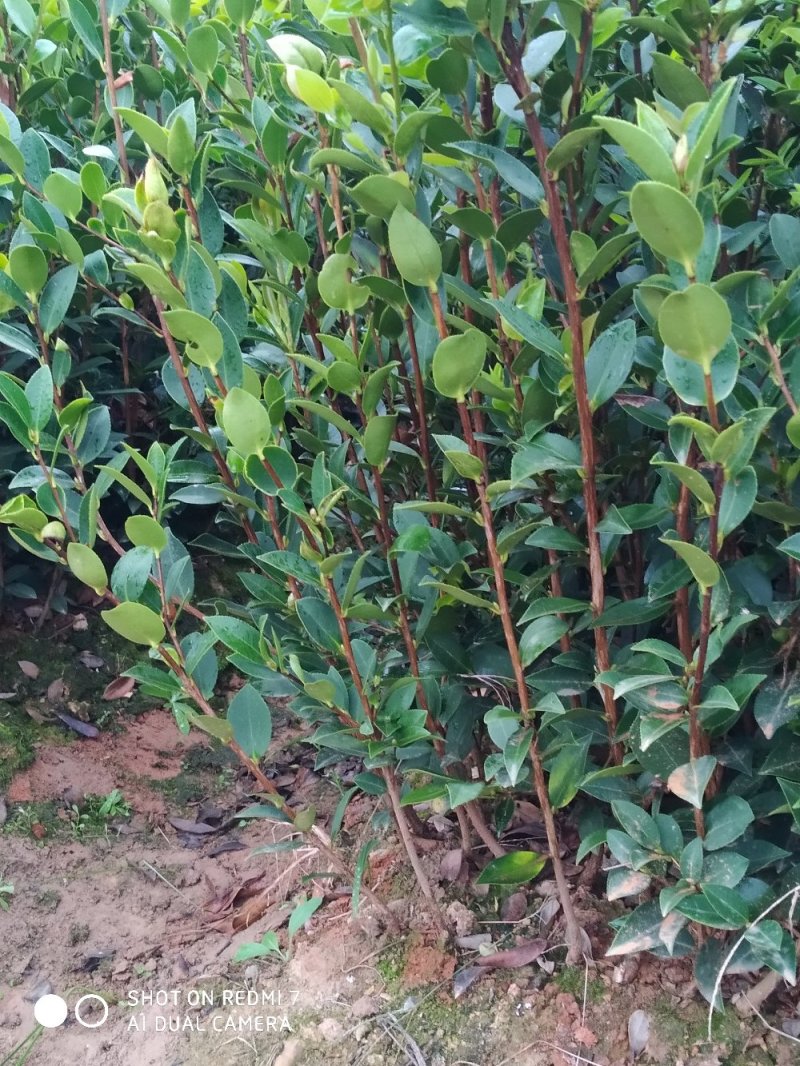 湘林嫁接油茶苗二年油茶苗