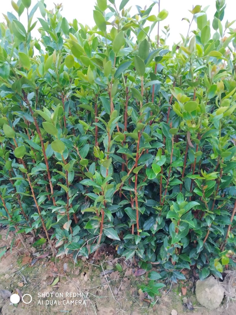 湘林嫁接油茶苗二年油茶苗