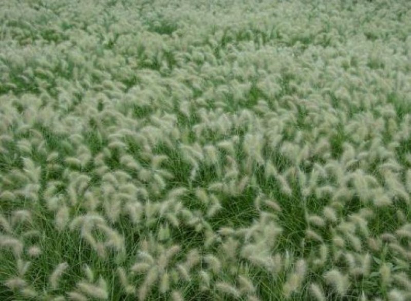 狼尾草种子一年生草本植物。