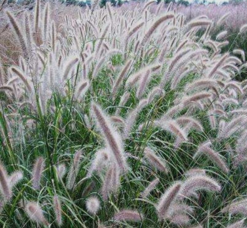 狼尾草种子一年生草本植物。