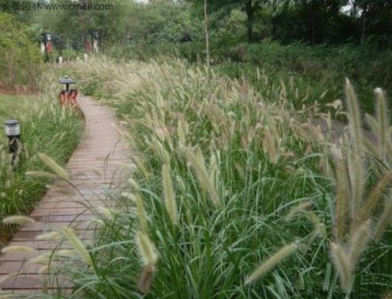 狼尾草种子一年生草本植物。