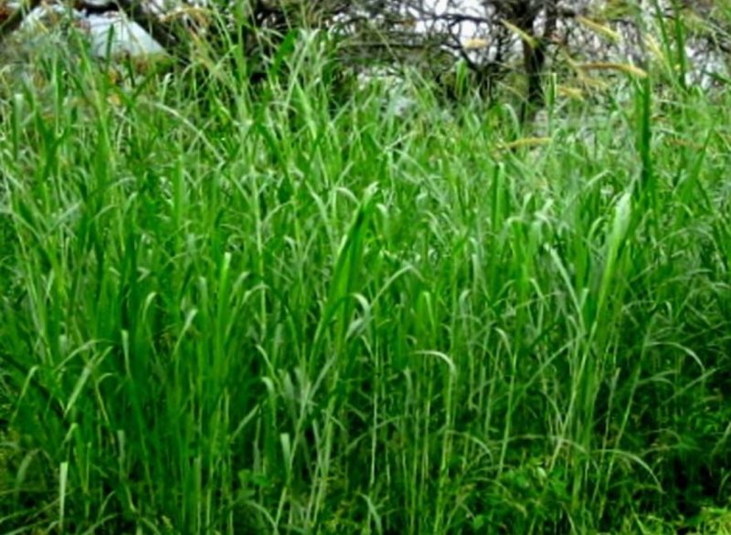 狼尾草种子一年生草本植物。
