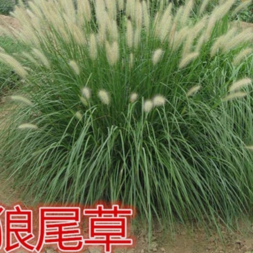狼尾草种子一年生草本植物。