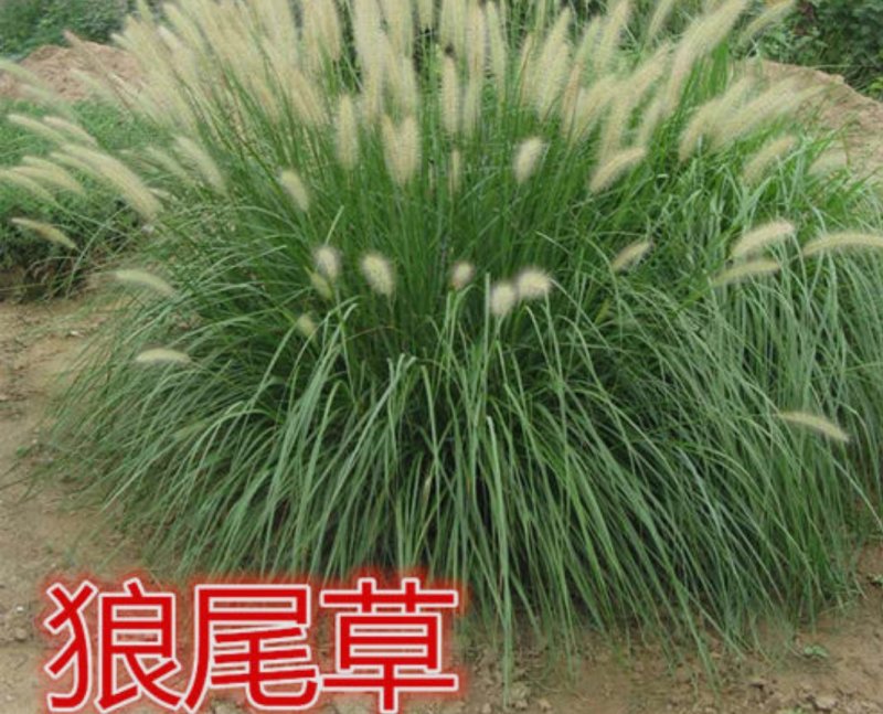 狼尾草种子一年生草本植物。