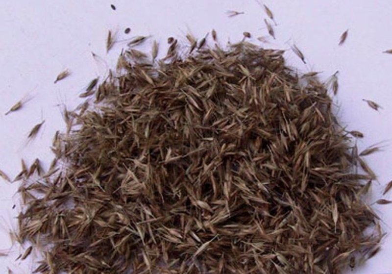 狼尾草种子一年生草本植物。