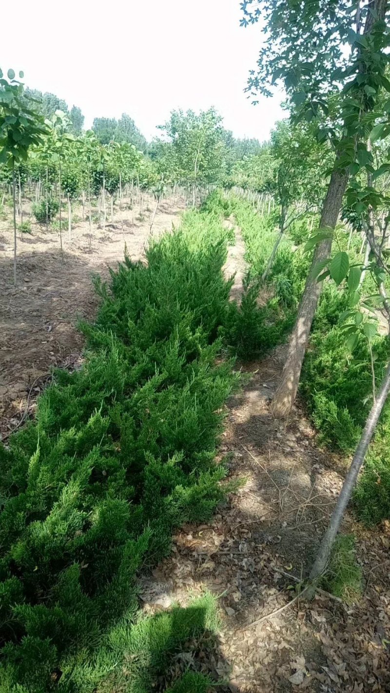 柏树苗,柏树小苗，工程苗，大量有货。低价出售。