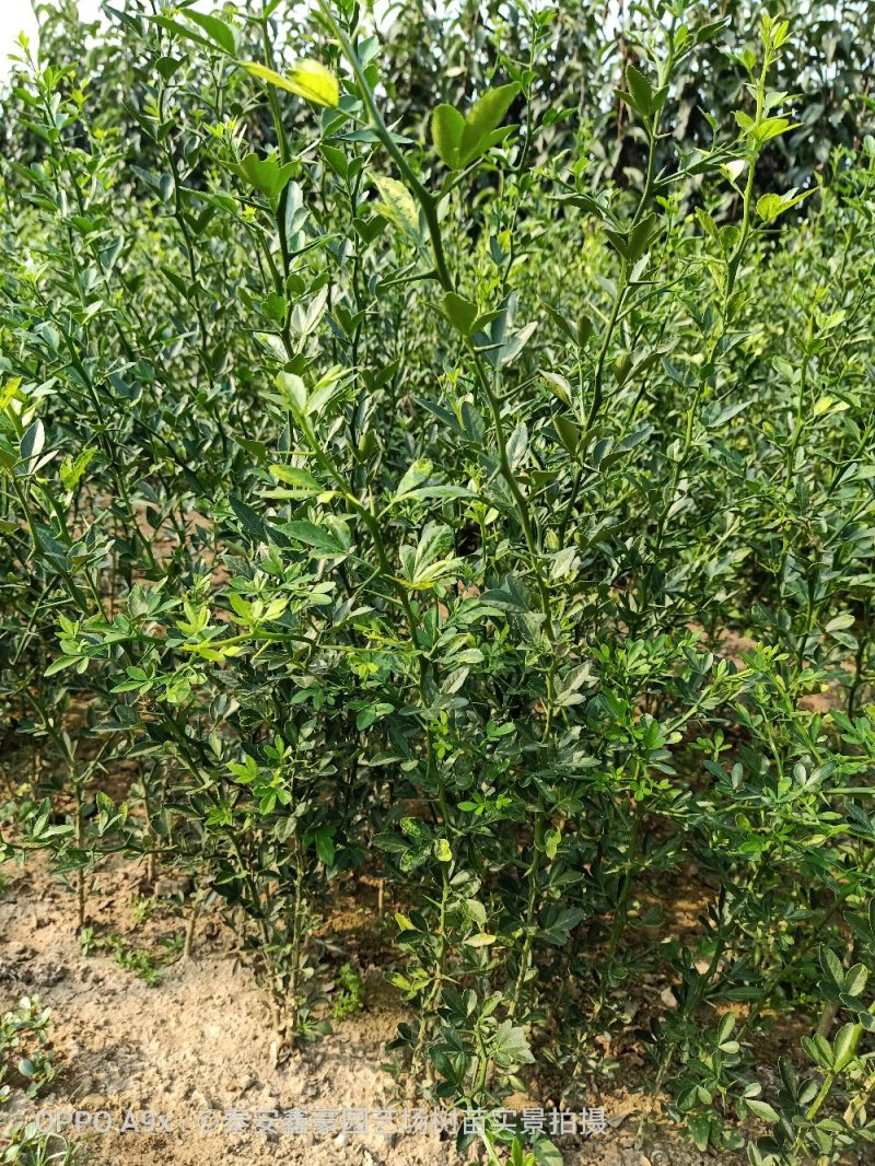枳壳苗枸橘树苗0.3以上枳壳苗