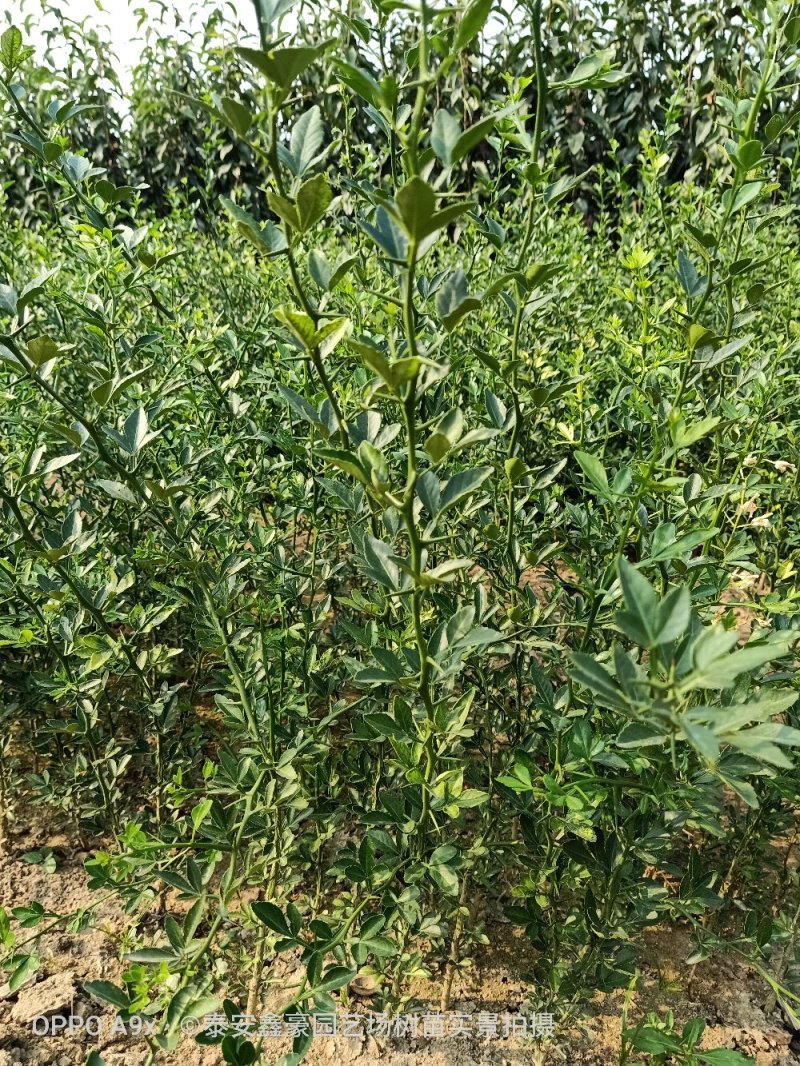 枳壳苗枸橘树苗0.3以上枳壳苗