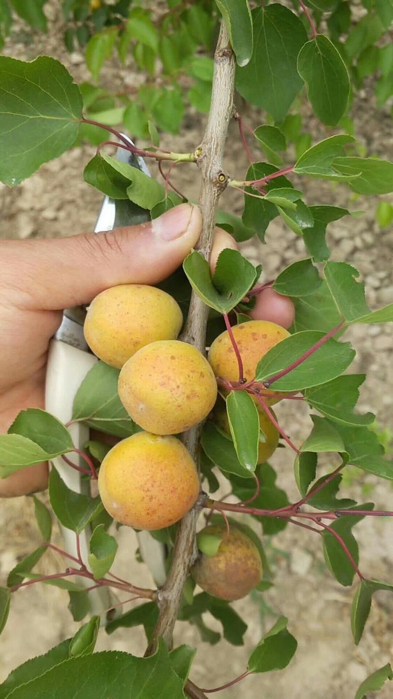 荷兰香蜜杏品种纯正基地直销现挖高成活率