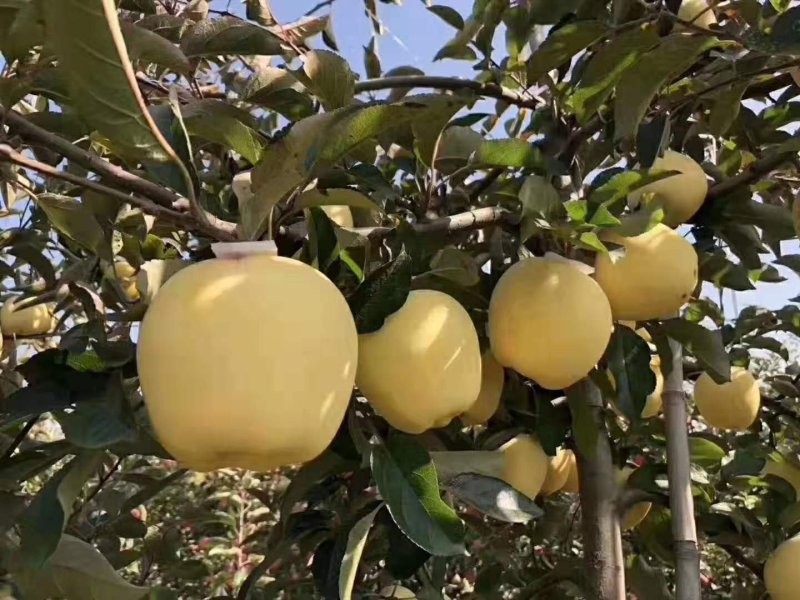 苹果苗:维纳斯苹果苗烟富苹果苗红肉苹果苗柱状苹果苗黑苹果