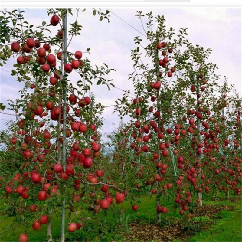 苹果苗:维纳斯苹果苗烟富苹果苗红肉苹果苗柱状苹果苗黑苹果