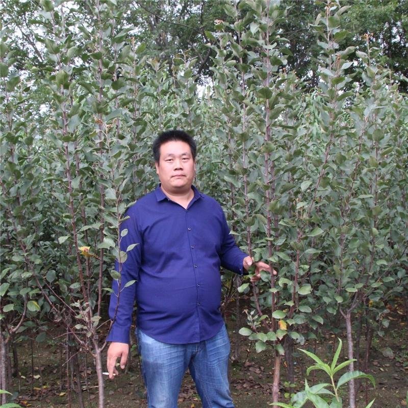 苹果苗:维纳斯苹果苗烟富苹果苗红肉苹果苗柱状苹果苗黑苹果