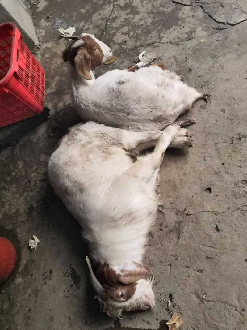 山羊肉，吃草山羊，肉质鲜美