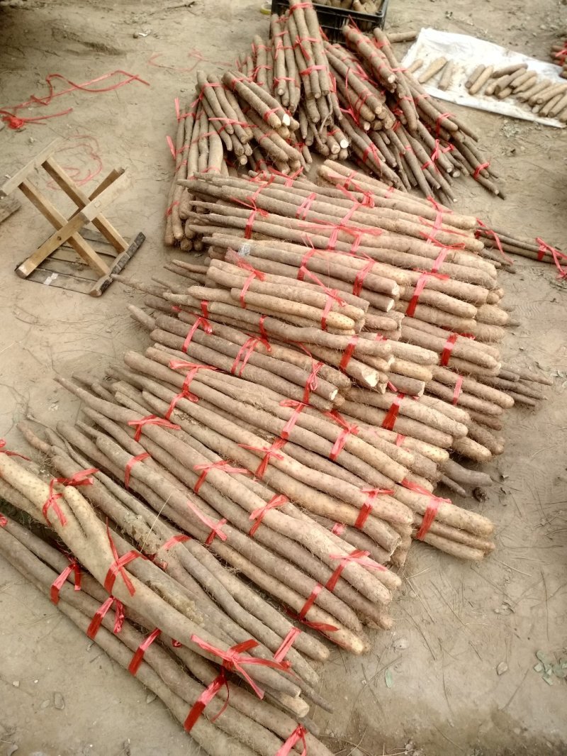 山药，大脚牙可以当种用量大优惠，欢迎各地采购商过来选购
