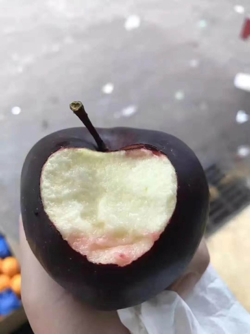 鸡心小苹果苗红肉苹果苗黑苹果苗品种齐全可签订合同