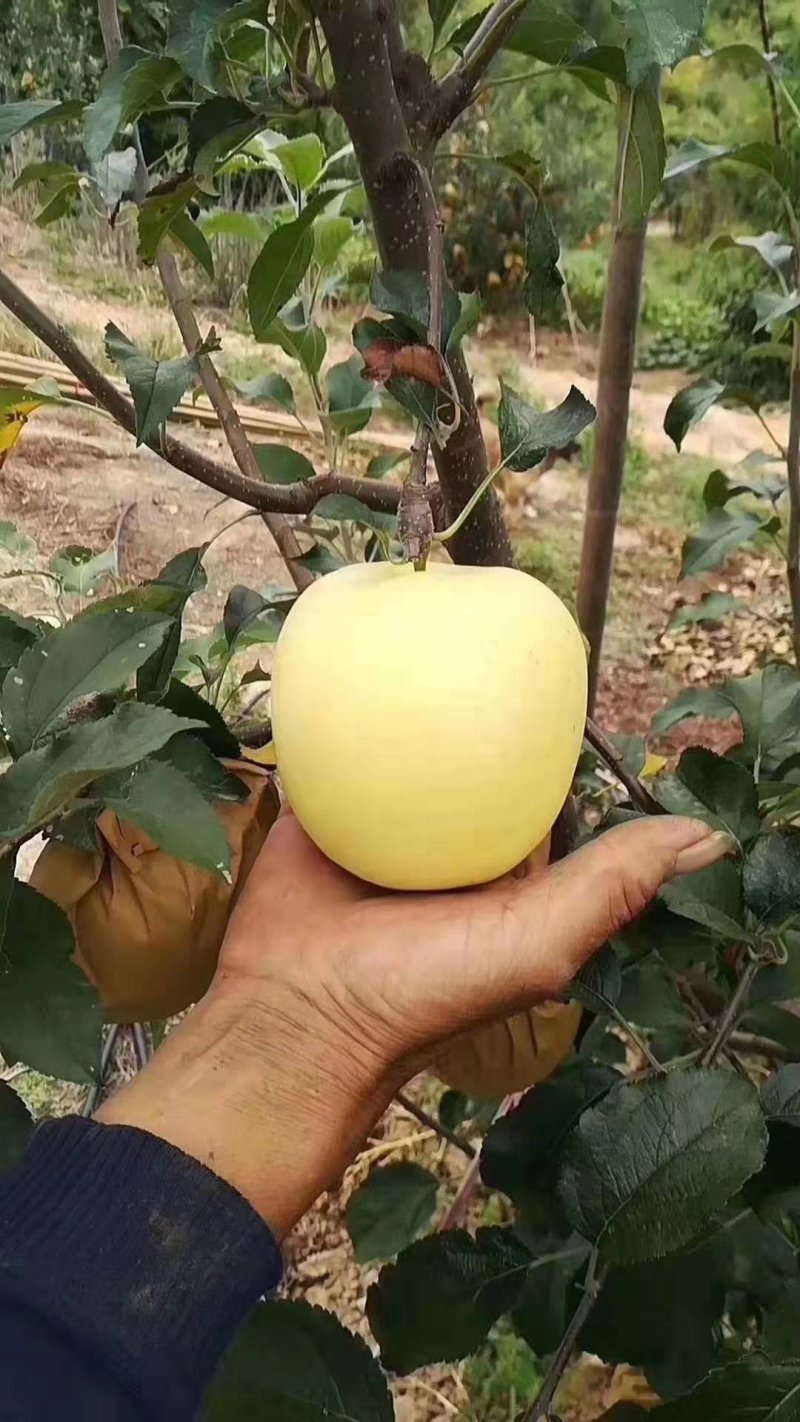 鸡心小苹果苗红肉苹果苗黑苹果苗品种齐全可签订合同