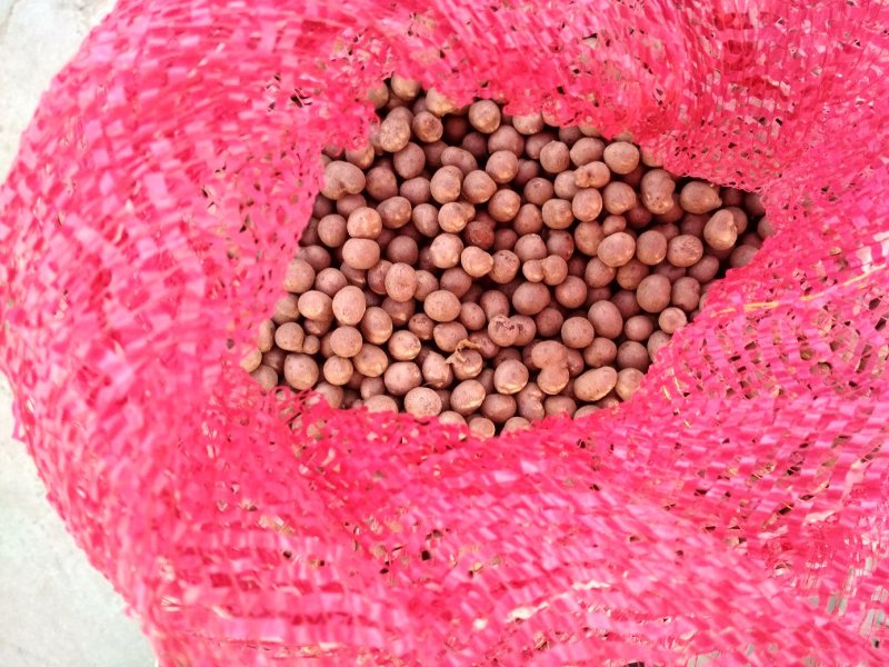 2019，新山药豆大量上市中量大优惠1.5cm