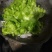 小心子儿菜，四川神菜，包儿菜，，