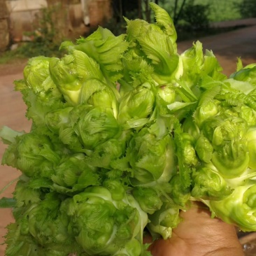小心子儿菜，四川神菜，包儿菜，，