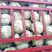 【精品】河南扁包菜河南包菜均2~3公斤质量保证