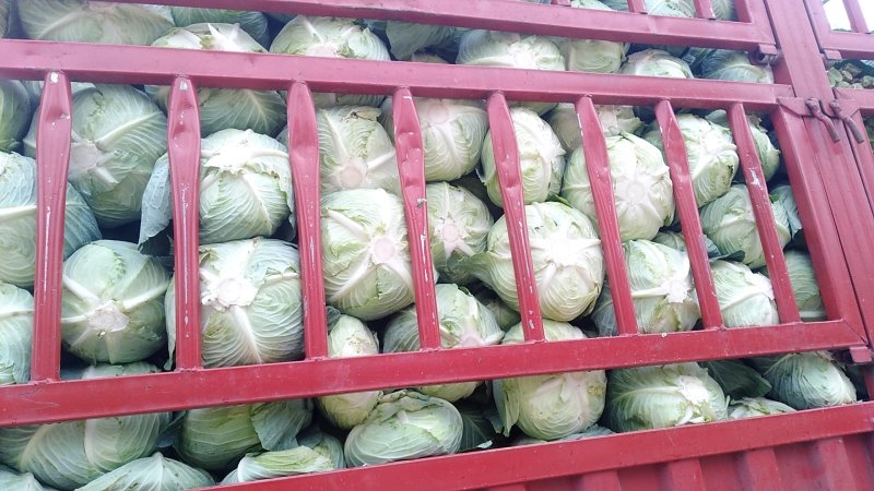 【精品】河南扁包菜河南包菜均2~3公斤质量保证