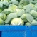 【精品】河南扁包菜河南包菜均2~3公斤质量保证