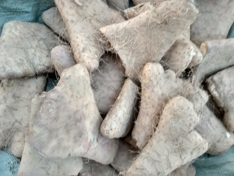 大脚牙，大巴掌，品种繁多，量大优惠，可以留种用