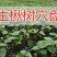 精品楸树2—10公分自家苗圃一手货源量大从优