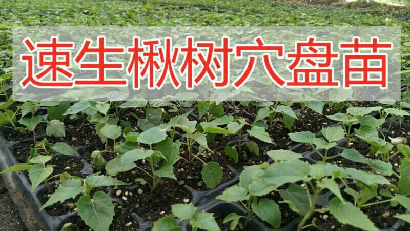 精品楸树2—10公分自家苗圃一手货源量大从优
