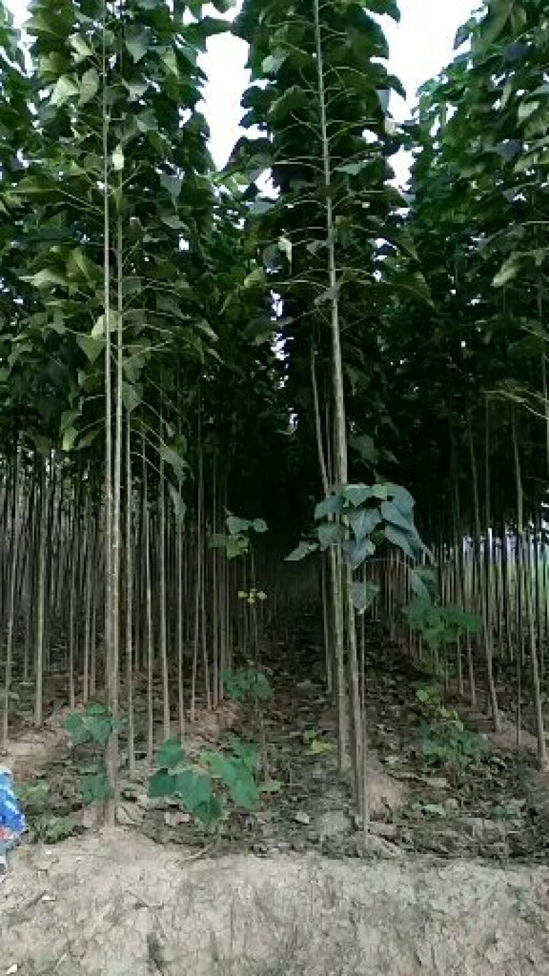精品楸树2—10公分自家苗圃一手货源量大从优