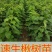 精品楸树2—10公分自家苗圃一手货源量大从优