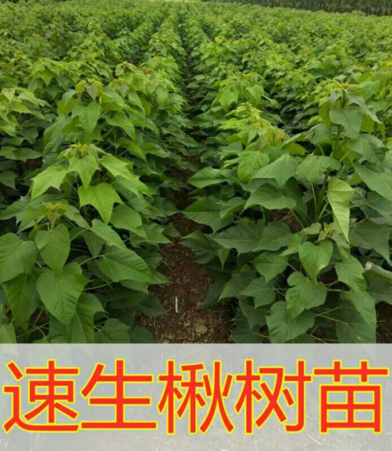 精品楸树2—10公分自家苗圃一手货源量大从优