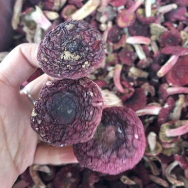 野生正红菇，秋菇，标菇。只卖整件走。23-24斤一箱。