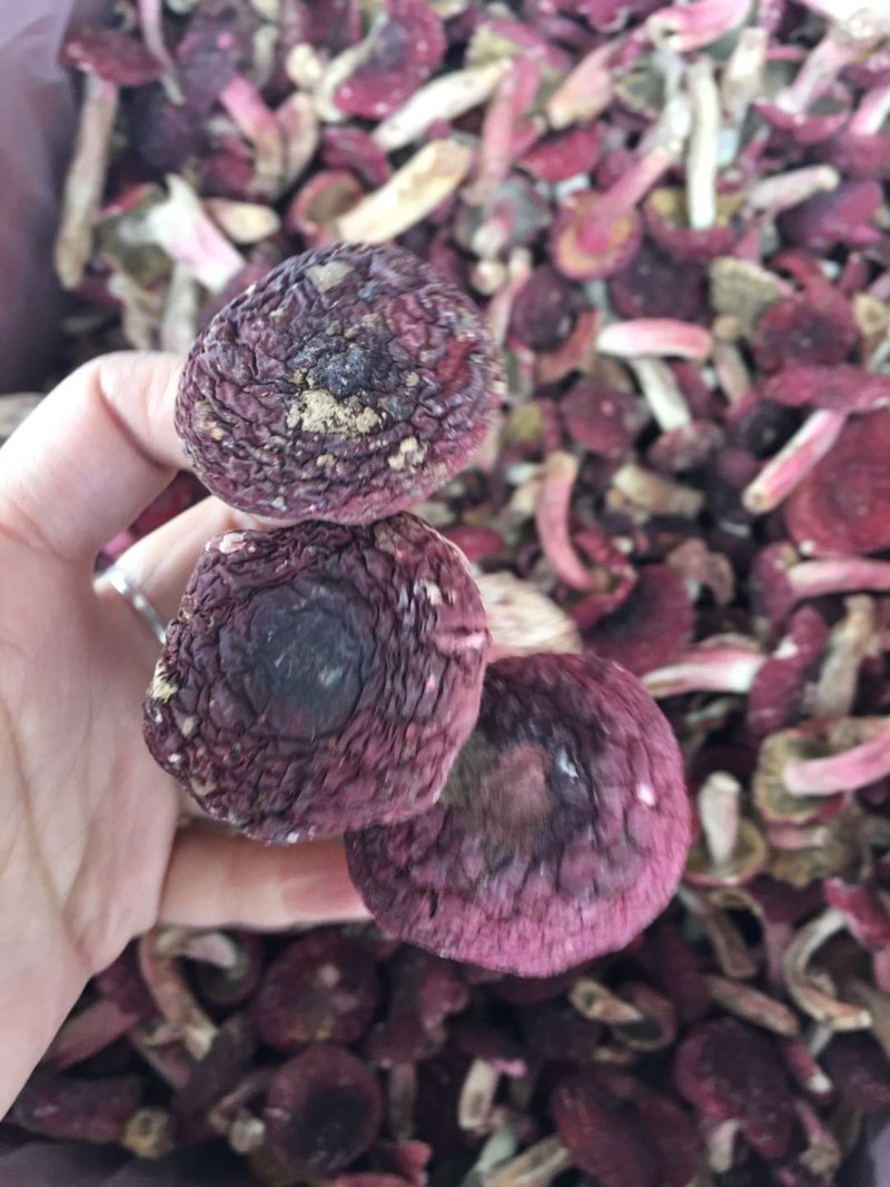 野生正红菇，秋菇，标菇。只卖整件走。23-24斤一箱。