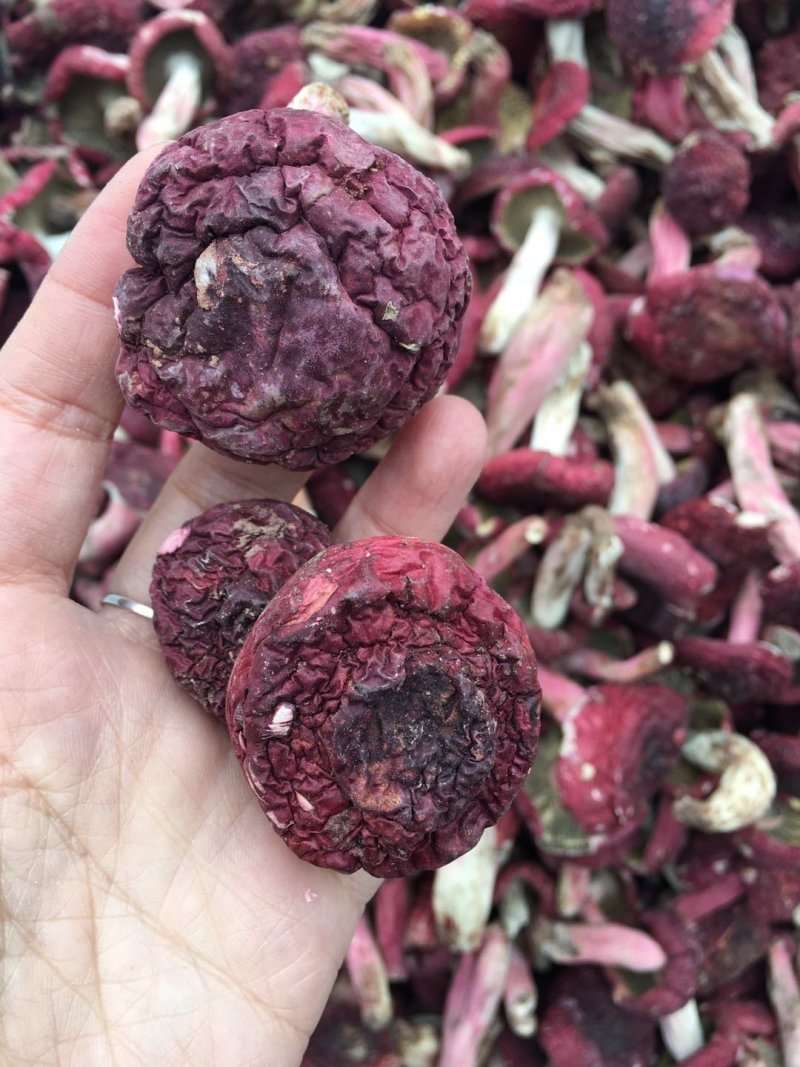野生正红菇，秋菇，标菇。只卖整件走。23-24斤一箱。