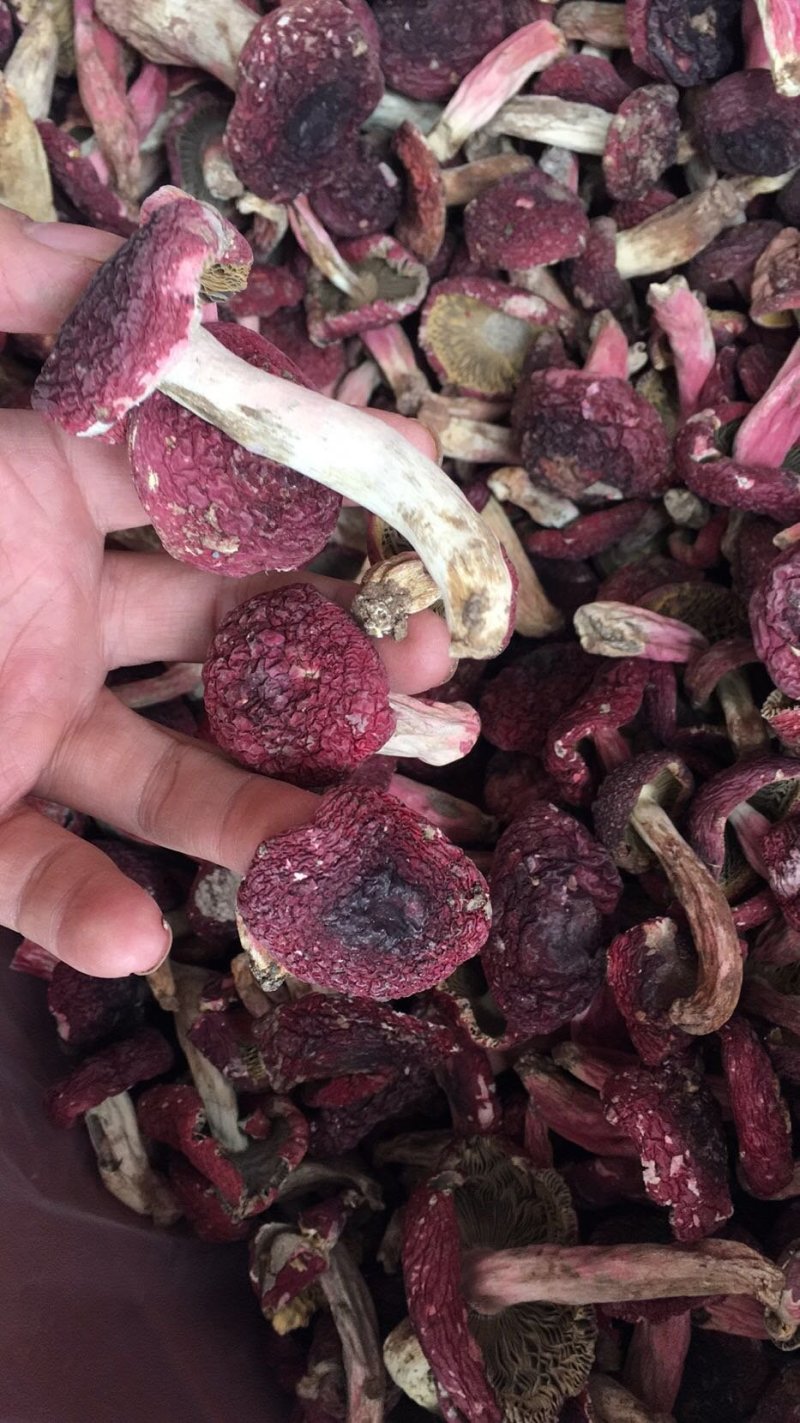 野生正红菇，秋菇，标菇。只卖整件走。23-24斤一箱。