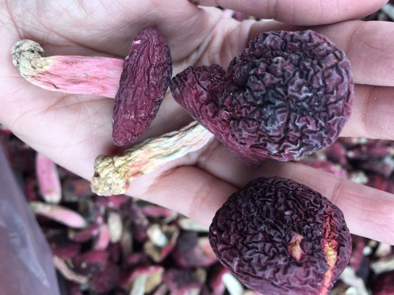 中标，野生红菇二标，冬菇