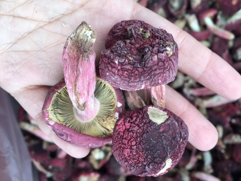 中标，野生红菇二标，冬菇