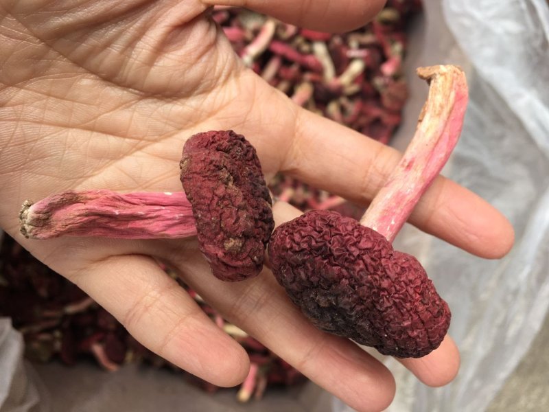 中标，野生红菇二标，冬菇