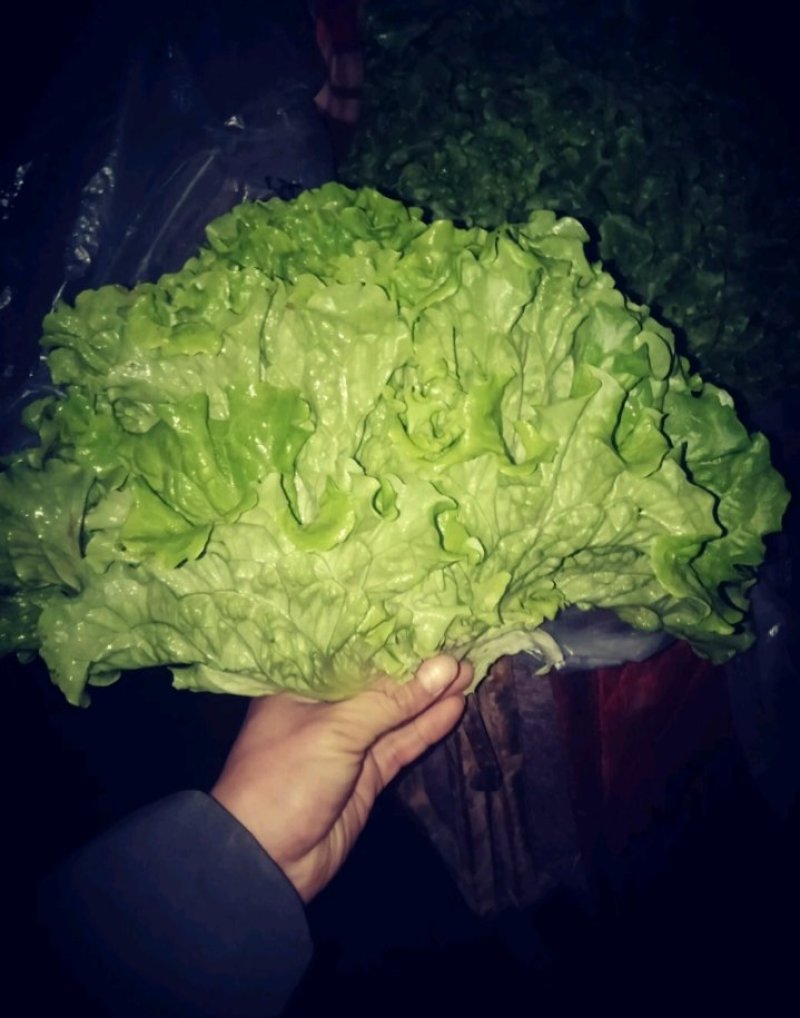 《精品》绿生菜，可供超市，电商，市场，诚信经营，欢迎欢迎