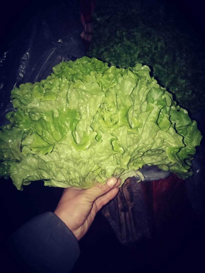 《精品》绿生菜，可供超市，电商，市场，诚信经营，欢迎欢迎