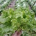 《精品》绿生菜，可供超市，电商，市场，诚信经营，欢迎欢迎