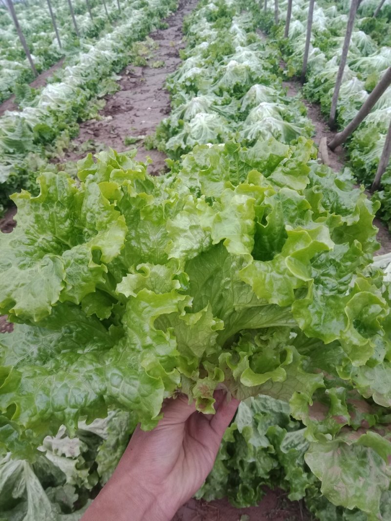 《精品》绿生菜，可供超市，电商，市场，诚信经营，欢迎欢迎